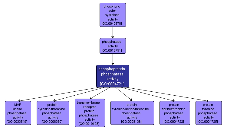 GO:0004721 - phosphoprotein phosphatase activity (interactive image map)