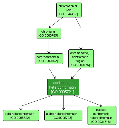 GO:0005721 - centromeric heterochromatin (interactive image map)