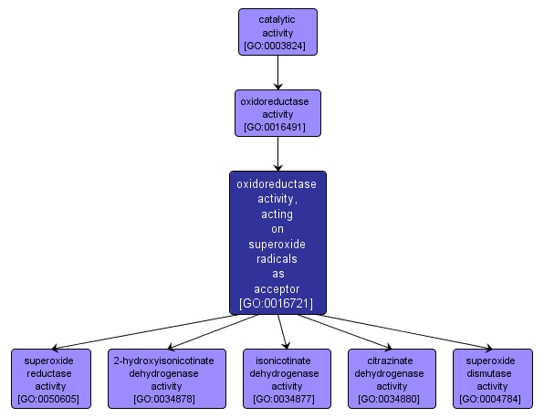 GO:0016721 - oxidoreductase activity, acting on superoxide radicals as acceptor (interactive image map)