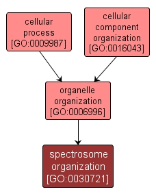 GO:0030721 - spectrosome organization (interactive image map)