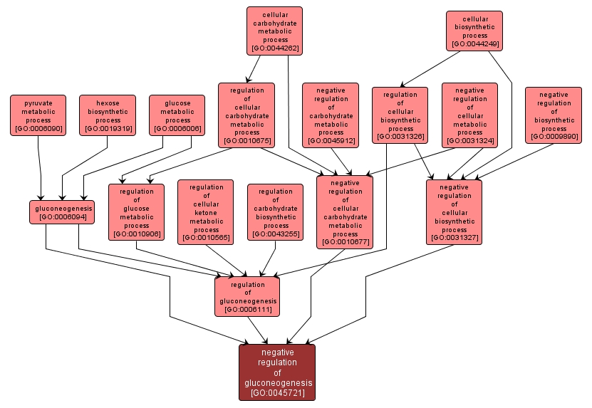 GO:0045721 - negative regulation of gluconeogenesis (interactive image map)