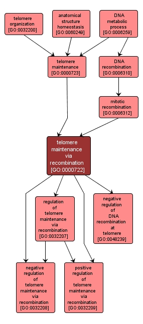 GO:0000722 - telomere maintenance via recombination (interactive image map)