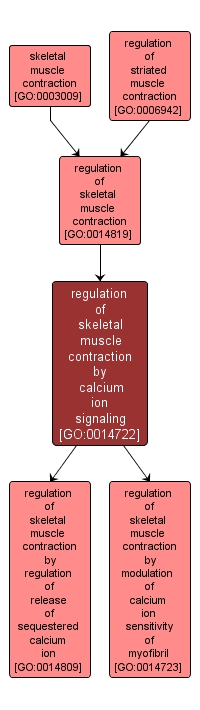 GO:0014722 - regulation of skeletal muscle contraction by calcium ion signaling (interactive image map)