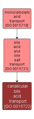 GO:0015722 - canalicular bile acid transport (interactive image map)