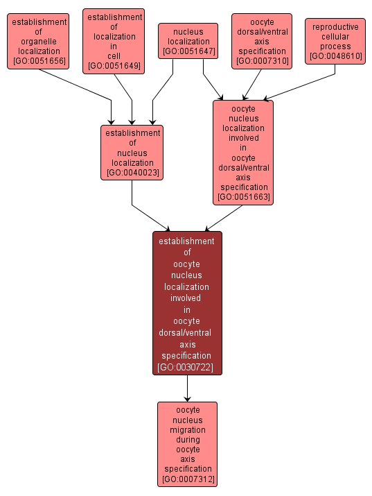 GO:0030722 - establishment of oocyte nucleus localization involved in oocyte dorsal/ventral axis specification (interactive image map)