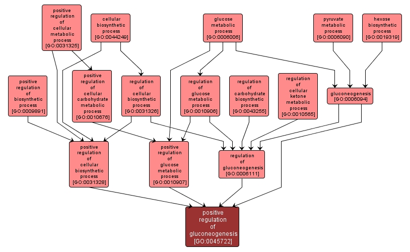 GO:0045722 - positive regulation of gluconeogenesis (interactive image map)