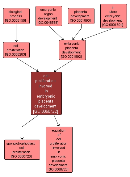 GO:0060722 - cell proliferation involved in embryonic placenta development (interactive image map)
