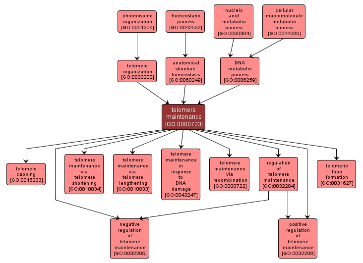 GO:0000723 - telomere maintenance (interactive image map)