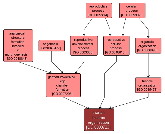 GO:0030723 - ovarian fusome organization (interactive image map)