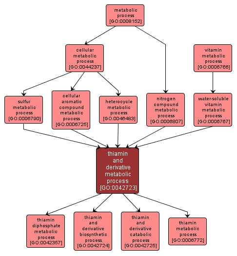 GO:0042723 - thiamin and derivative metabolic process (interactive image map)