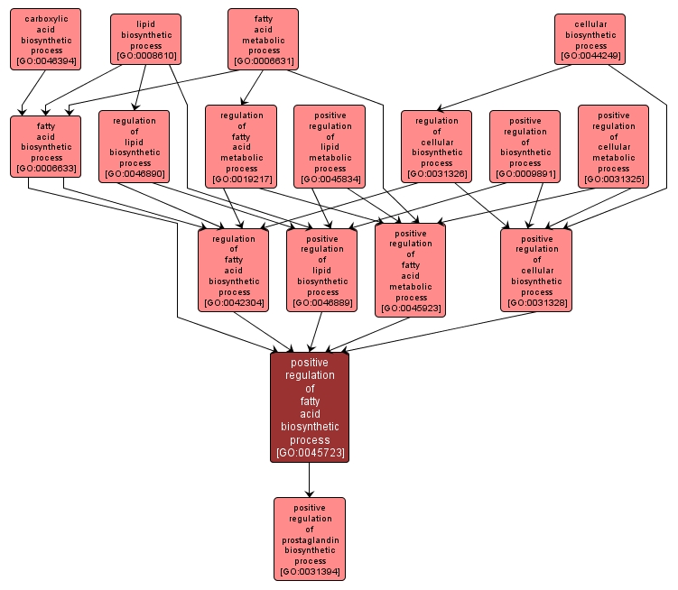 GO:0045723 - positive regulation of fatty acid biosynthetic process (interactive image map)