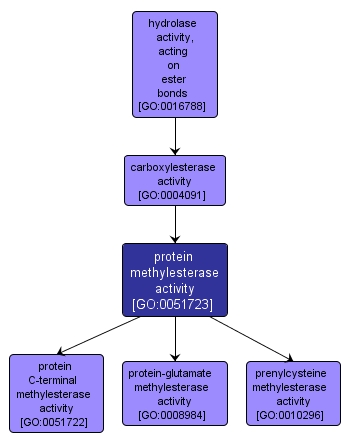 GO:0051723 - protein methylesterase activity (interactive image map)