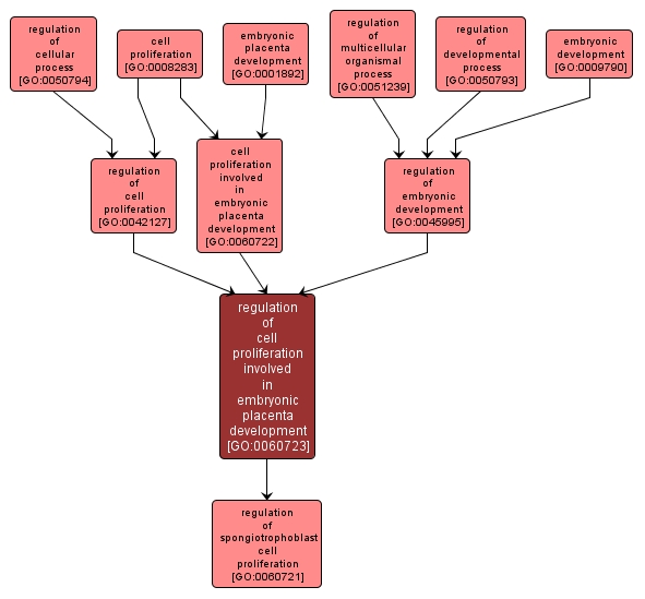GO:0060723 - regulation of cell proliferation involved in embryonic placenta development (interactive image map)