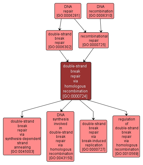 GO:0000724 - double-strand break repair via homologous recombination (interactive image map)