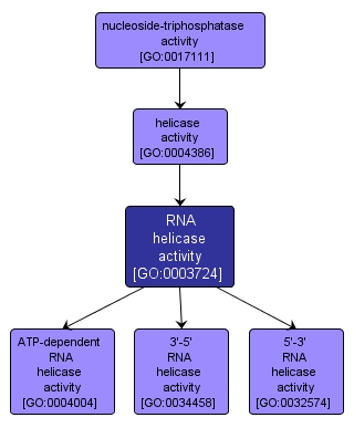 GO:0003724 - RNA helicase activity (interactive image map)