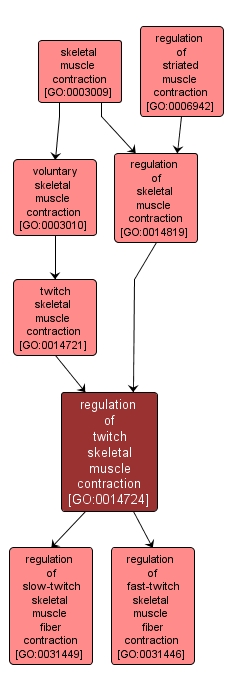 GO:0014724 - regulation of twitch skeletal muscle contraction (interactive image map)