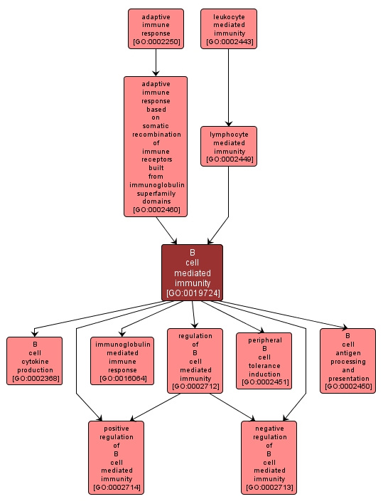 GO:0019724 - B cell mediated immunity (interactive image map)