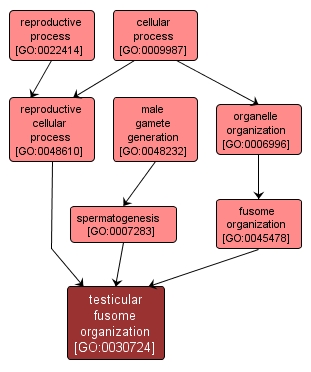GO:0030724 - testicular fusome organization (interactive image map)