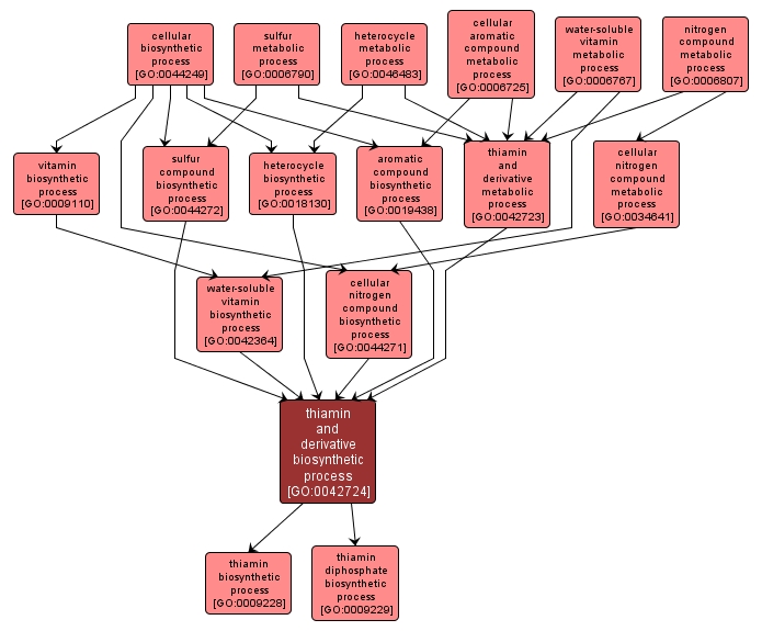 GO:0042724 - thiamin and derivative biosynthetic process (interactive image map)