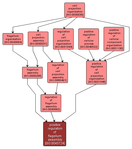 GO:0045724 - positive regulation of flagellum assembly (interactive image map)