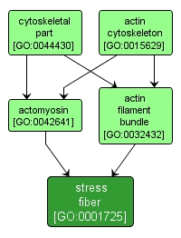 GO:0001725 - stress fiber (interactive image map)