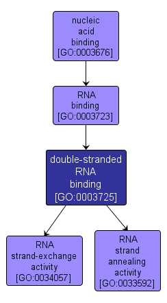 GO:0003725 - double-stranded RNA binding (interactive image map)