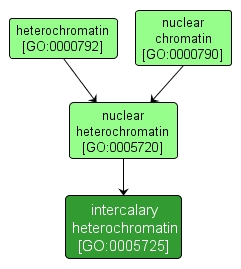 GO:0005725 - intercalary heterochromatin (interactive image map)