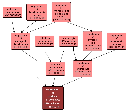 GO:0010725 - regulation of primitive erythrocyte differentiation (interactive image map)