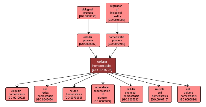 GO:0019725 - cellular homeostasis (interactive image map)