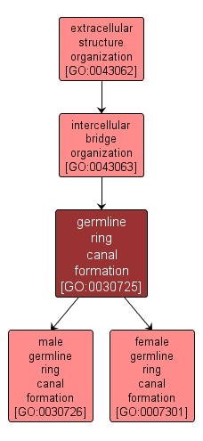 GO:0030725 - germline ring canal formation (interactive image map)