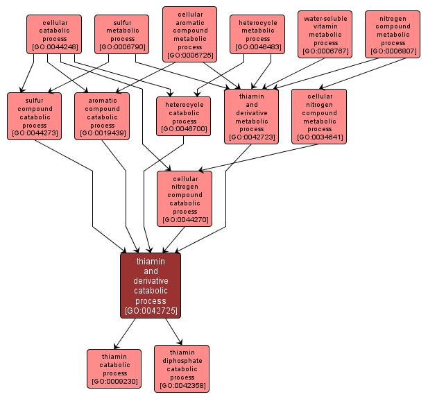 GO:0042725 - thiamin and derivative catabolic process (interactive image map)