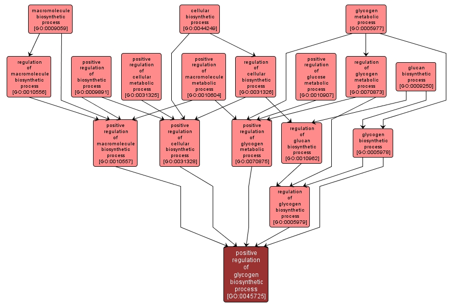 GO:0045725 - positive regulation of glycogen biosynthetic process (interactive image map)