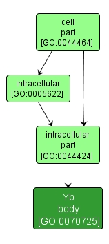 GO:0070725 - Yb body (interactive image map)