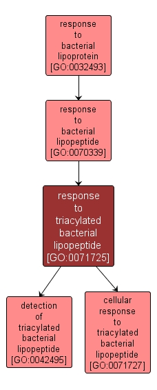 GO:0071725 - response to triacylated bacterial lipopeptide (interactive image map)
