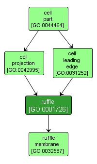 GO:0001726 - ruffle (interactive image map)