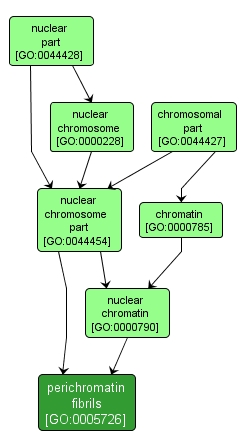 GO:0005726 - perichromatin fibrils (interactive image map)