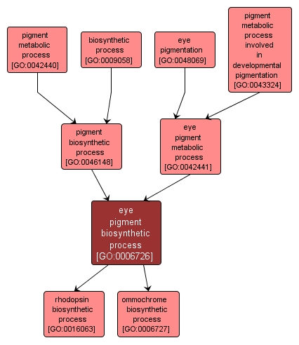 GO:0006726 - eye pigment biosynthetic process (interactive image map)