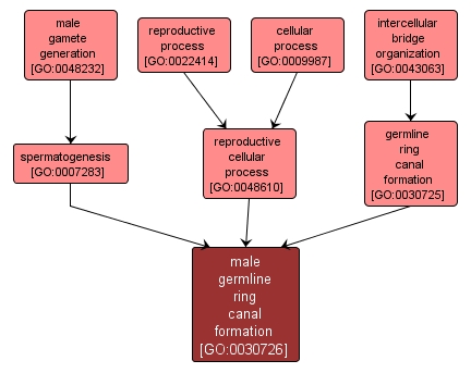 GO:0030726 - male germline ring canal formation (interactive image map)