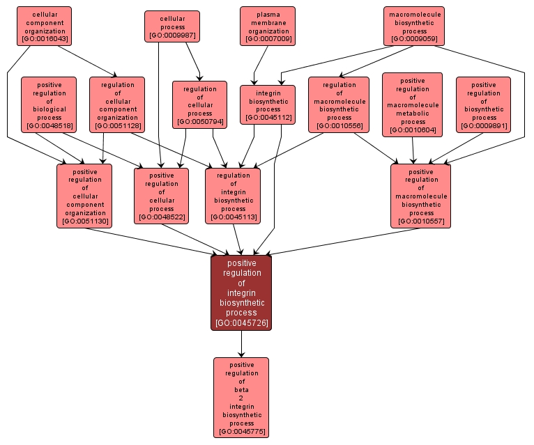 GO:0045726 - positive regulation of integrin biosynthetic process (interactive image map)