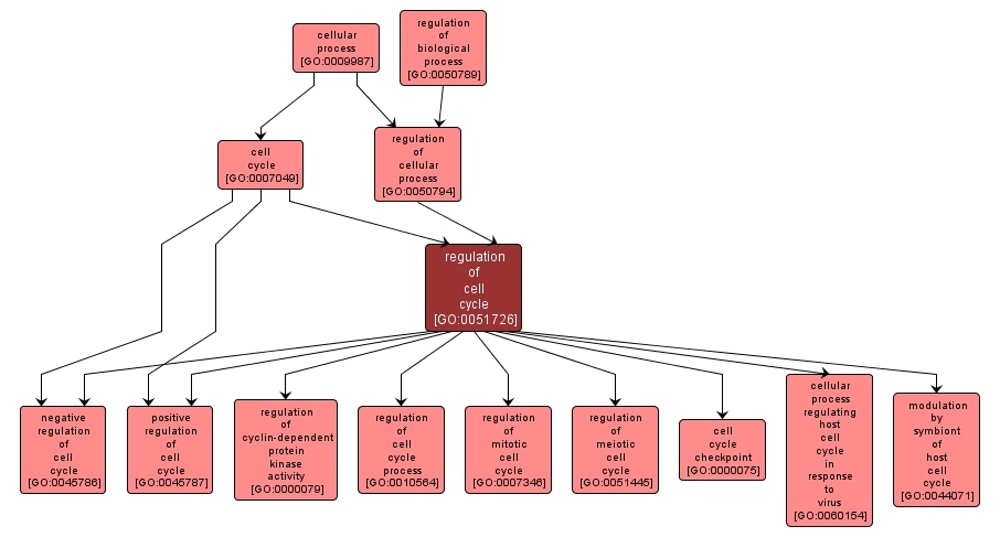 GO:0051726 - regulation of cell cycle (interactive image map)