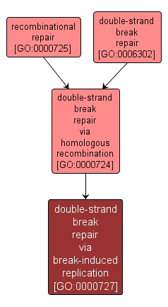 GO:0000727 - double-strand break repair via break-induced replication (interactive image map)
