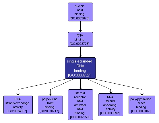 GO:0003727 - single-stranded RNA binding (interactive image map)