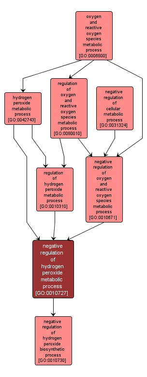 GO:0010727 - negative regulation of hydrogen peroxide metabolic process (interactive image map)