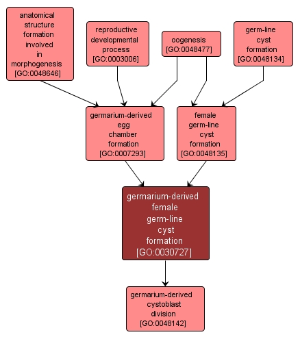 GO:0030727 - germarium-derived female germ-line cyst formation (interactive image map)