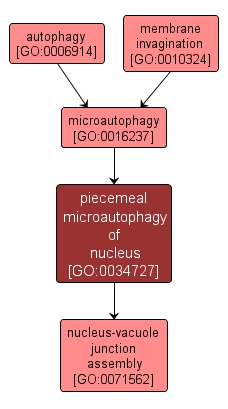 GO:0034727 - piecemeal microautophagy of nucleus (interactive image map)