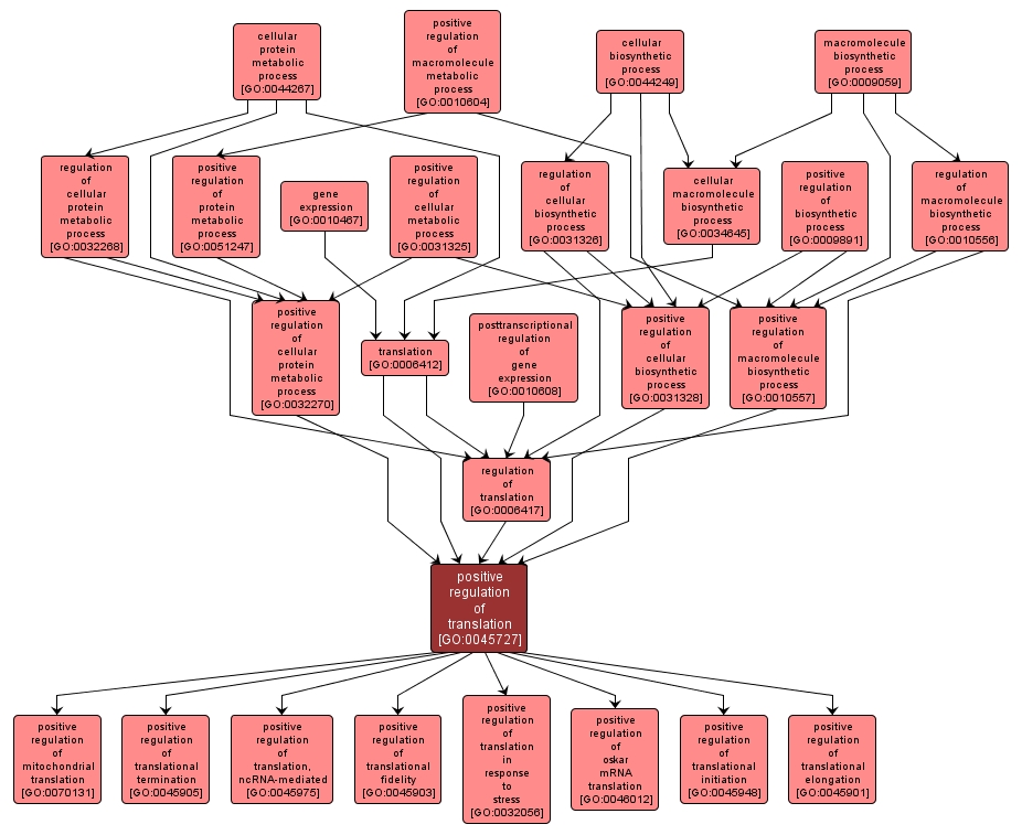 GO:0045727 - positive regulation of translation (interactive image map)