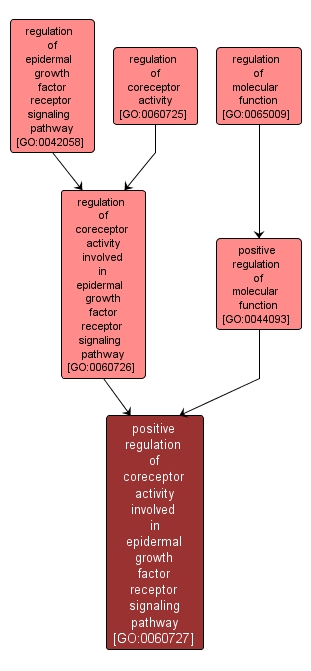 GO:0060727 - positive regulation of coreceptor activity involved in epidermal growth factor receptor signaling pathway (interactive image map)