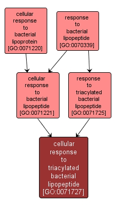 GO:0071727 - cellular response to triacylated bacterial lipopeptide (interactive image map)