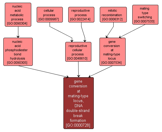 GO:0000728 - gene conversion at mating-type locus, DNA double-strand break formation (interactive image map)