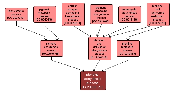 GO:0006728 - pteridine biosynthetic process (interactive image map)